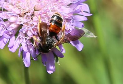 andrena marginata